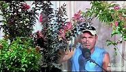 All About Crape Myrtles
