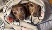 Dachshunds LOVE Blankets! | I love Dachshunds