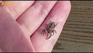 This cute SPIDER is actually your friend! | Jumping Spiders