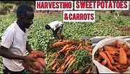 WE HARVESTED SWEET POTATO & CARROT ON SHAN ZENZEN JAMAICAN VIBEZ FARM IN JAMAICA TODAY 🇯🇲❤️🙏🏽