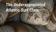 The Underappreciated Atlantic Surf Clam | Pangea Shellfish Company