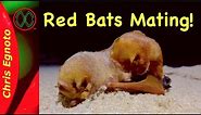 Eastern Red Bats Mating surprise!