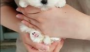 cute maltese mini puppy - Teacup puppies KimsKennelUS