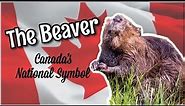 The Beaver, Canada’s National Symbol | How to be Canadian, Eh?