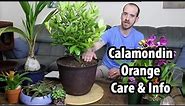 Calamondin Orange Care and Information (× Citrofortunella mitis)