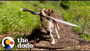This Dog Is REALLY Obsessed With Sword Fighting With Her Humans | The Dodo
