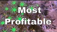 Top 5 Most Profitable Beginner Corals