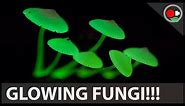 The Science of Glowing Mushrooms