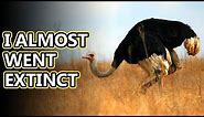 Ostrich facts: the largest living bird | Animal Fact Files