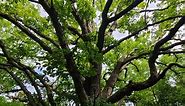 White Oak Tree – A Complete Guide To What You NEED To Know | Growit Buildit