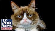 Grumpy Cat, beloved meme sensation, dies at age 7