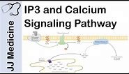 Inositol Triphosphate (IP3) and Calcium Signaling Pathway | Second Messenger System
