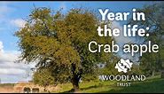 A Year in the Life of a Crab Apple | Woodland Trust