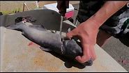 Filleting a catfish with the Berkley fillet knife for the first time