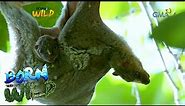 Born to be Wild: Close encounter with flying lemurs