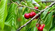 How to Grow Cherries: The Complete Guide