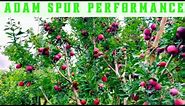 Adam Spur Apple Variety 🍎 | Kashmiri Apple