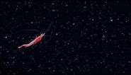 Spectacular Swimming Shrimp | Nautilus Live