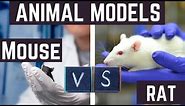 Why Scientists Choose RATS vs. MICE for Their Research