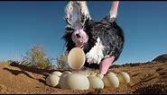 Ostrich Laying Eggs And Cute Ostrich Egg Hatching In The Wild