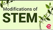 What Are the Modifications of the Stem? | Biology | Extraclass.com