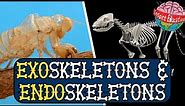 Exoskeletons and Endoskeletons
