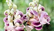 Easy to Grow 'Corkscrew or Snail Vine' (1 Pack) - Live Potted Garden Plant in a Grower's Pot - Fragrant Purple, Pink, Ivory, & Yellow Flowering Blooms