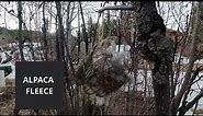 Alpaca Fleece Bird Nesting Cubes