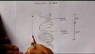 Structure of DNA. How to draw structure of DNA double helix. Easy labelled DNA diagram