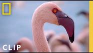 Protecting a Flamingo Paradise | Incredible Animal Journeys | National Geographic