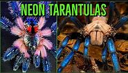 Top 10 COLORFUL Tarantulas - Beautiful Jewel Spiders