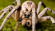 Wolf Spiders: Bites, Babies & Other Facts