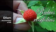 Roseleaf bramble (Rubus rosifolius) - part 1