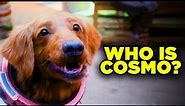 Guardians of the Galaxy: COSMO the Space Dog EXPLAINED!