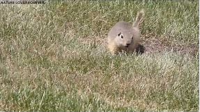 Prairie dogs foraging and standing near their burrows (Part 1)