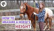 How to Measure a Horse's Height