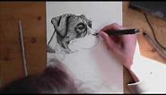 How to Draw a Realistic Dog Step by Step