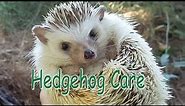 Hedgehog Care - Requested
