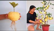 Growing Pear trees from Pear fruit for beginners
