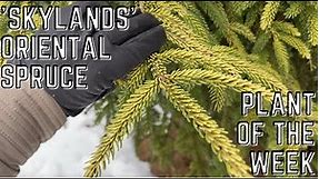 Skylands Oriental Spruce - Picea orientalis 'Skylands' | Joshua's Garden