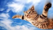 Cats Who Think They Can Fly