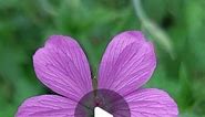 The Hardy Geranium Nursery on Instagram: "Geranium x oxonianum Rose Clair. Such a pretty thing 😍"