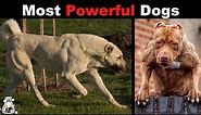 10 Strongest Dogs in the World
