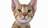 Spotted Tabby Cats - Which Breeds To Look For And What To Expect