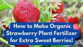 How to Make Organic Strawberry Plant Fertilizer for Extra Sweet Berries!