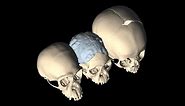 Science Bulletins: Our Ancient Relatives Born with Flexible Skulls