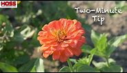 Pruning ZINNIAS for Sturdier, More PRODUCTIVE Plants