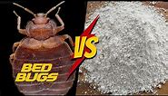 Does Diatomaceous Earth REALLY work for Bed Bugs? [COMPLETE Tutorial]