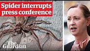 Huntsman spider crawls on health minister during Covid press conference in Queensland, Australia