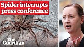 Huntsman spider crawls on health minister during Covid press conference in Queensland, Australia
